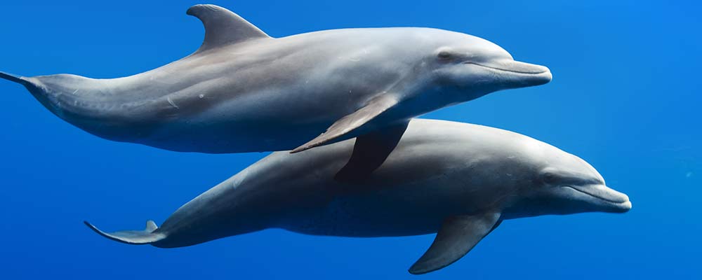 2 bottlenose dolphins swimming