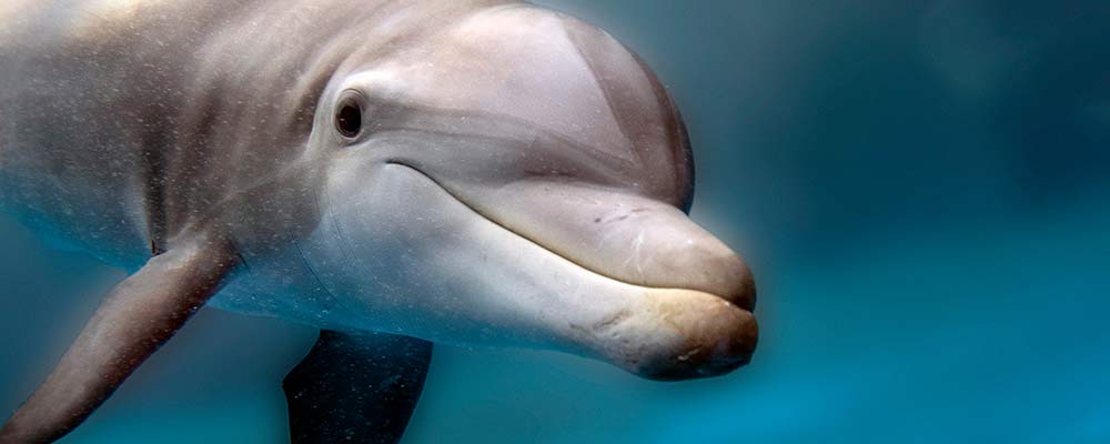 close up of dolphin head in pool