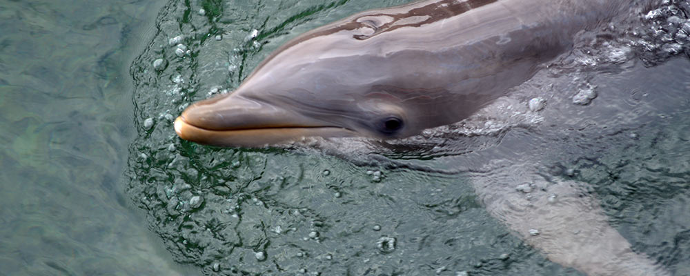 bottle nose dolphin in enclosure for veterinary care