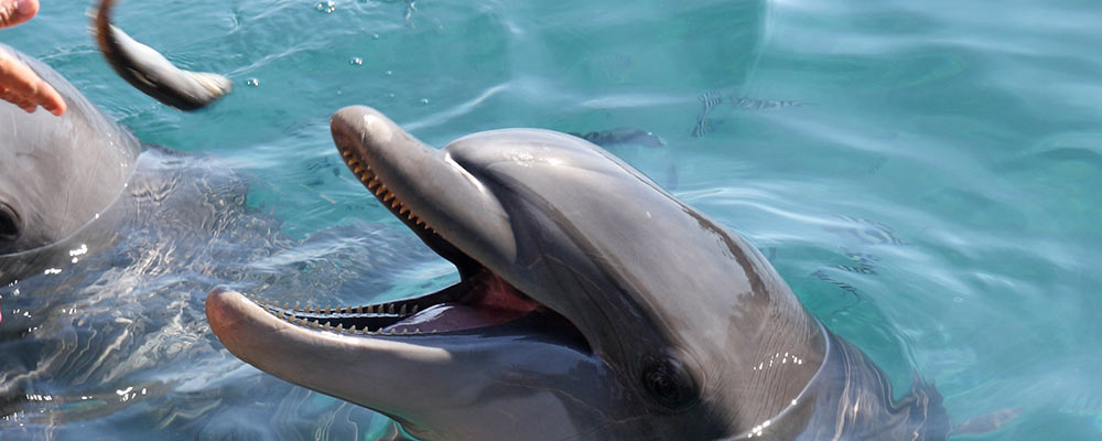 dolphon being fed by dolphin specialist