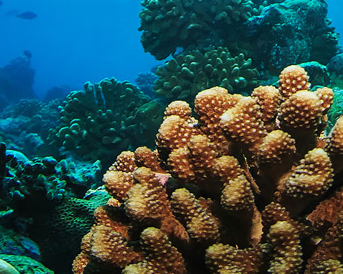 coral reef