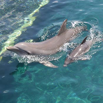 bottlenose dolphins approaching instructor in marine research facilities