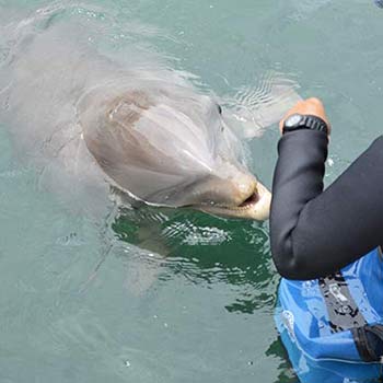 bottlenose dolphin surfacing for food