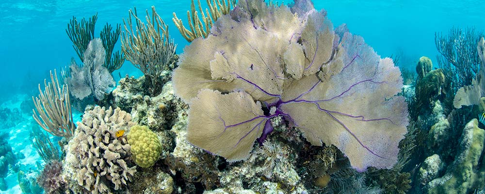 Mesoamerican Coral Reef