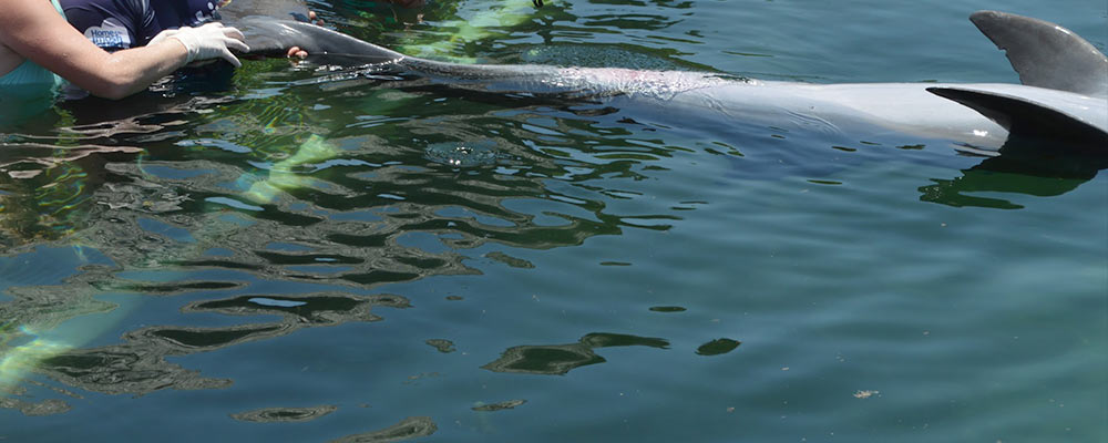 students performing hands-on exercises with dolphins