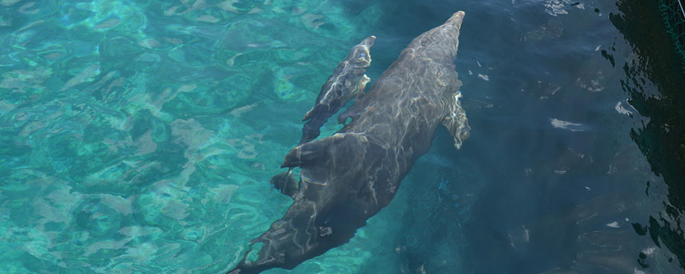 mother and baby dolphin swimming together and studied by beginning veterinary marine students