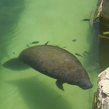 manatee and fish in marine facility