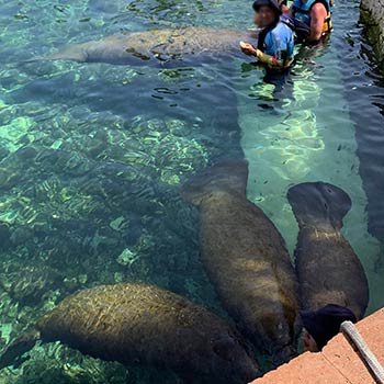 instructor preparing to examine manatee in marine facility