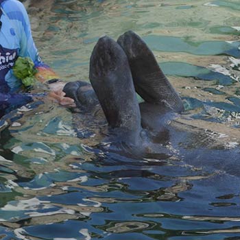 manatee in examination position in marine facility