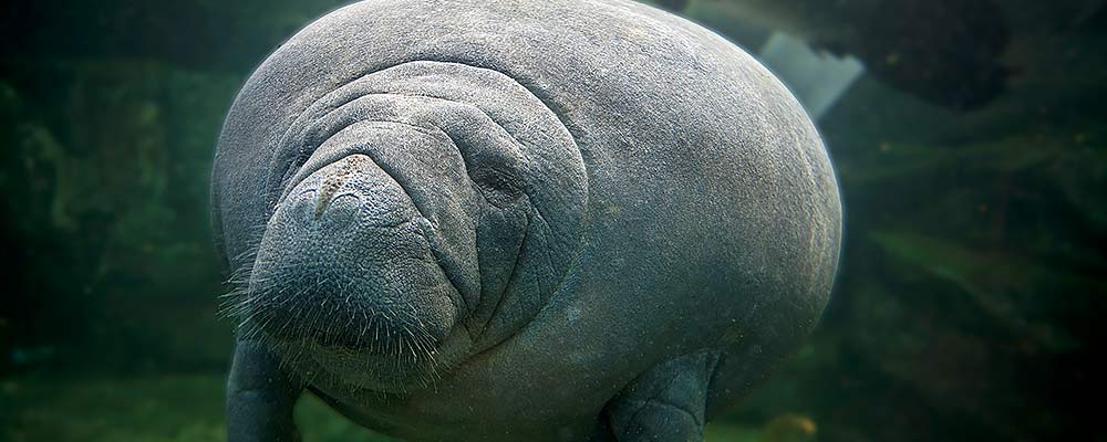 Manatee swimming in Florida river