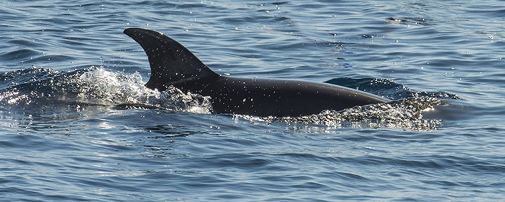 natural ocean threats to dolphons