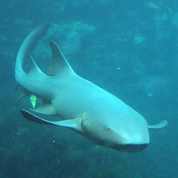 nurse shark in tropical waters