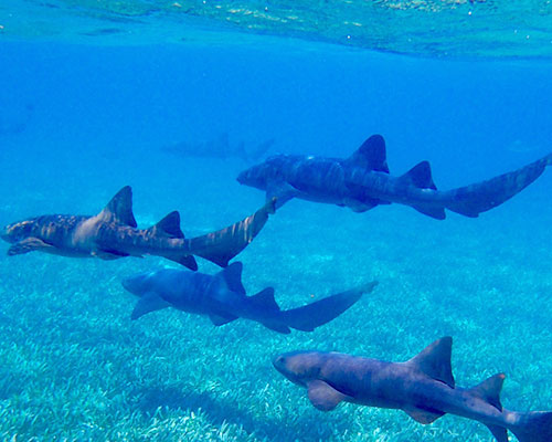 nurse shark