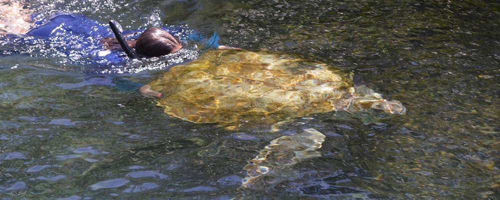 participant and green sea turtle at MARVET workshop