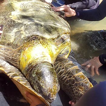 sea turtle examination by students