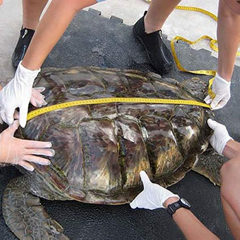 green sea turtle in marine facility