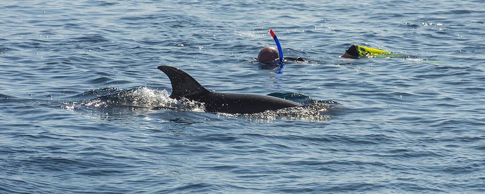 aquatic veterinarian participant snorkeling with dolphin
