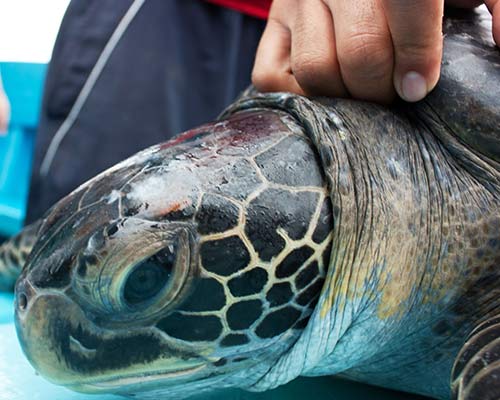 veterinarian student examining sea turtle
