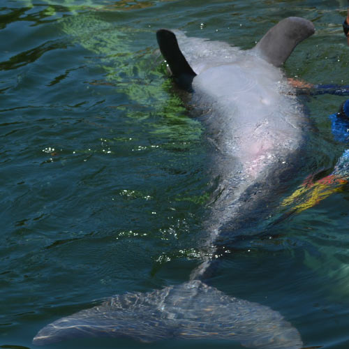 veterinary students examine a bottlenose dolphin in a marine facility